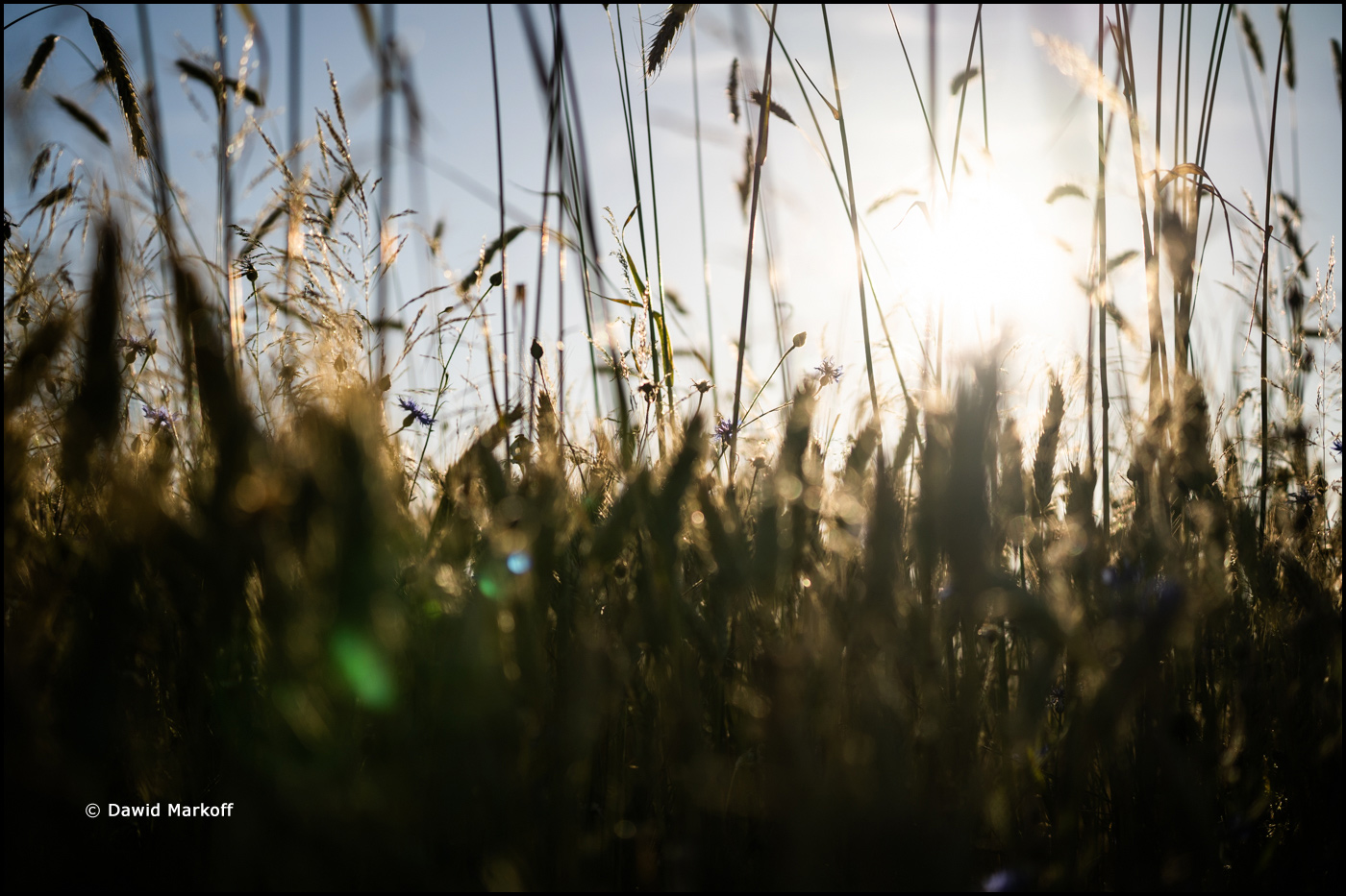 Podlasie by Dawid Markoff