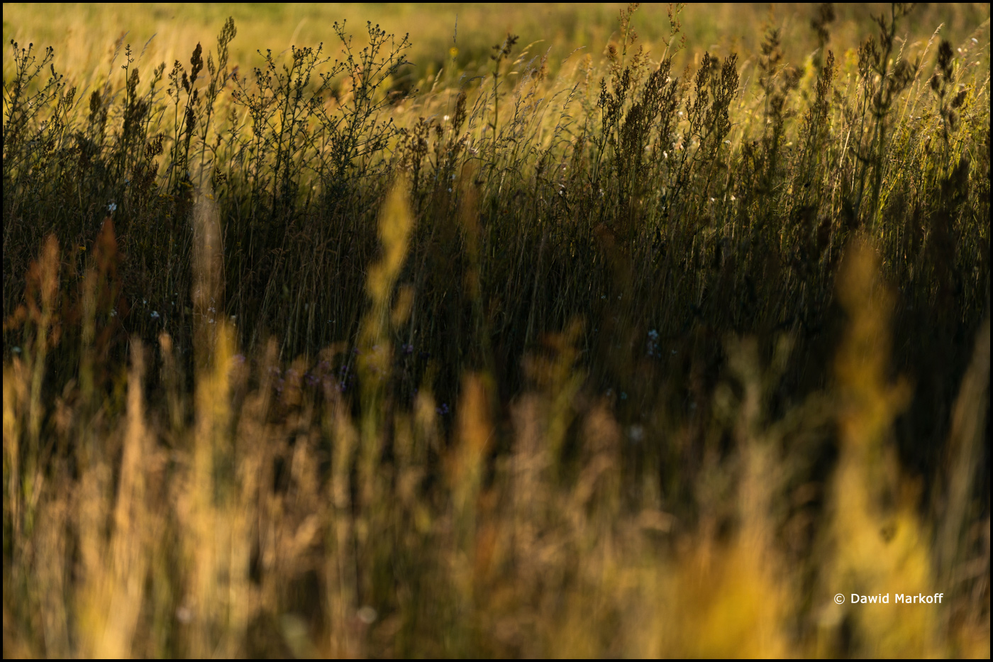 Podlasie by Dawid Markoff