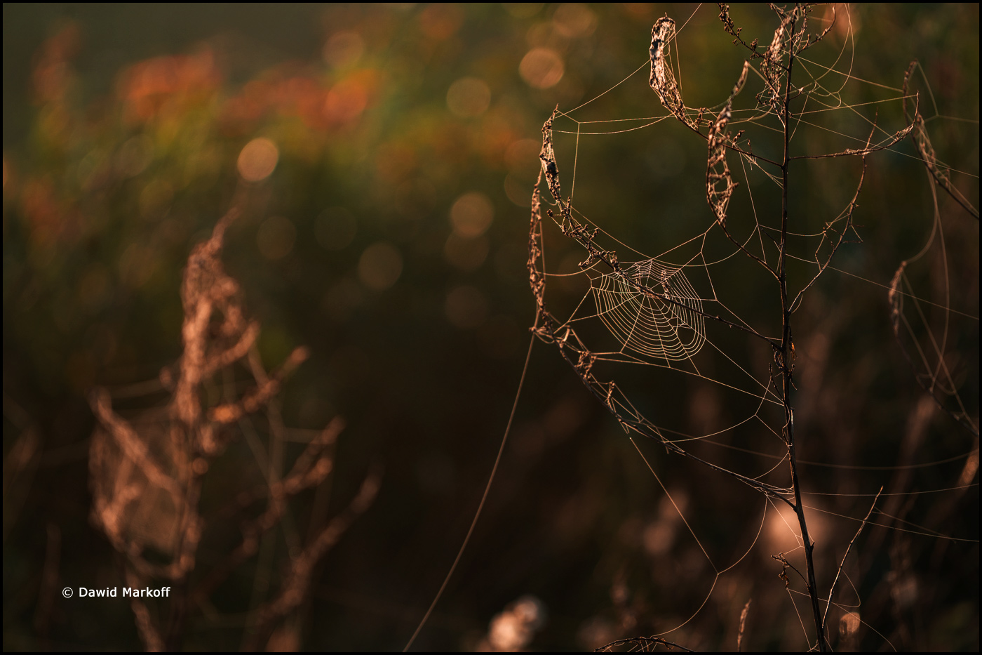 Podlasie by Dawid Markoff