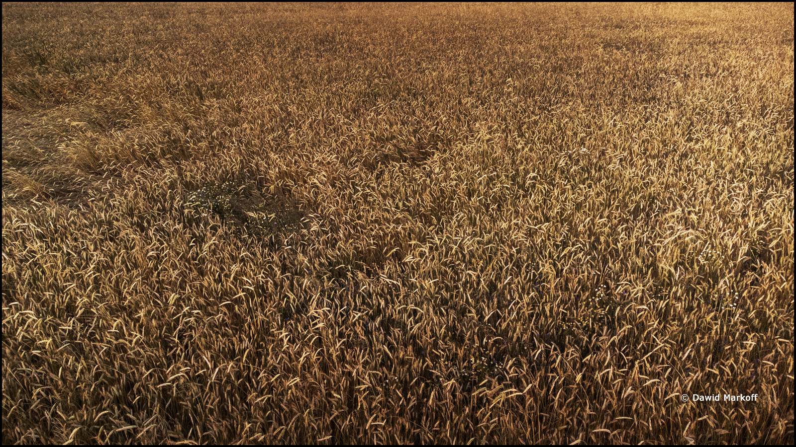 Podlasie z drona by Dawid Markoff