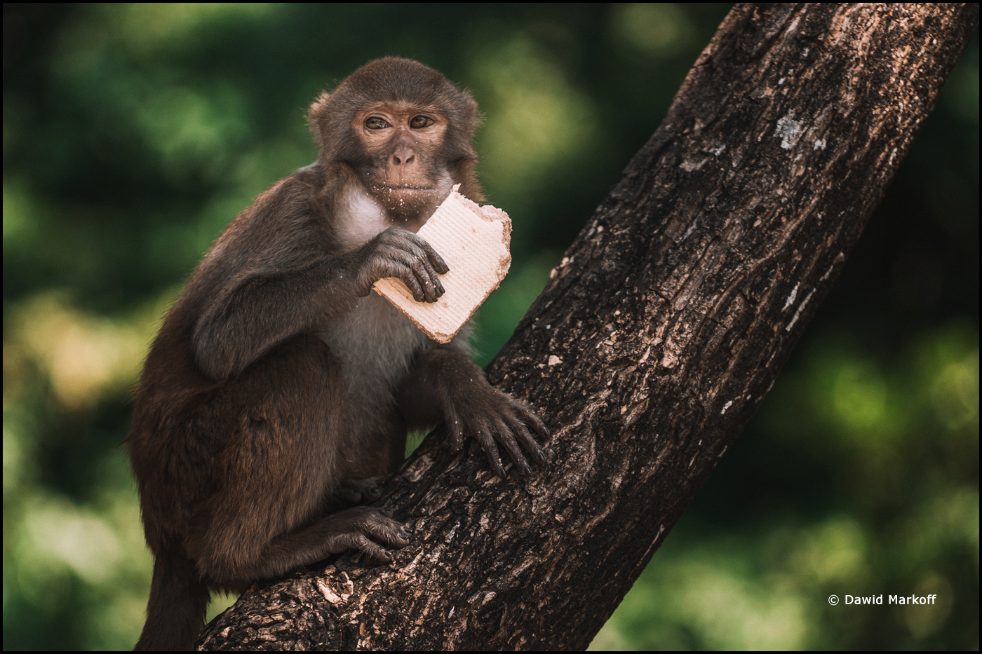 Da Nang Wietnam by Dawid Markoff