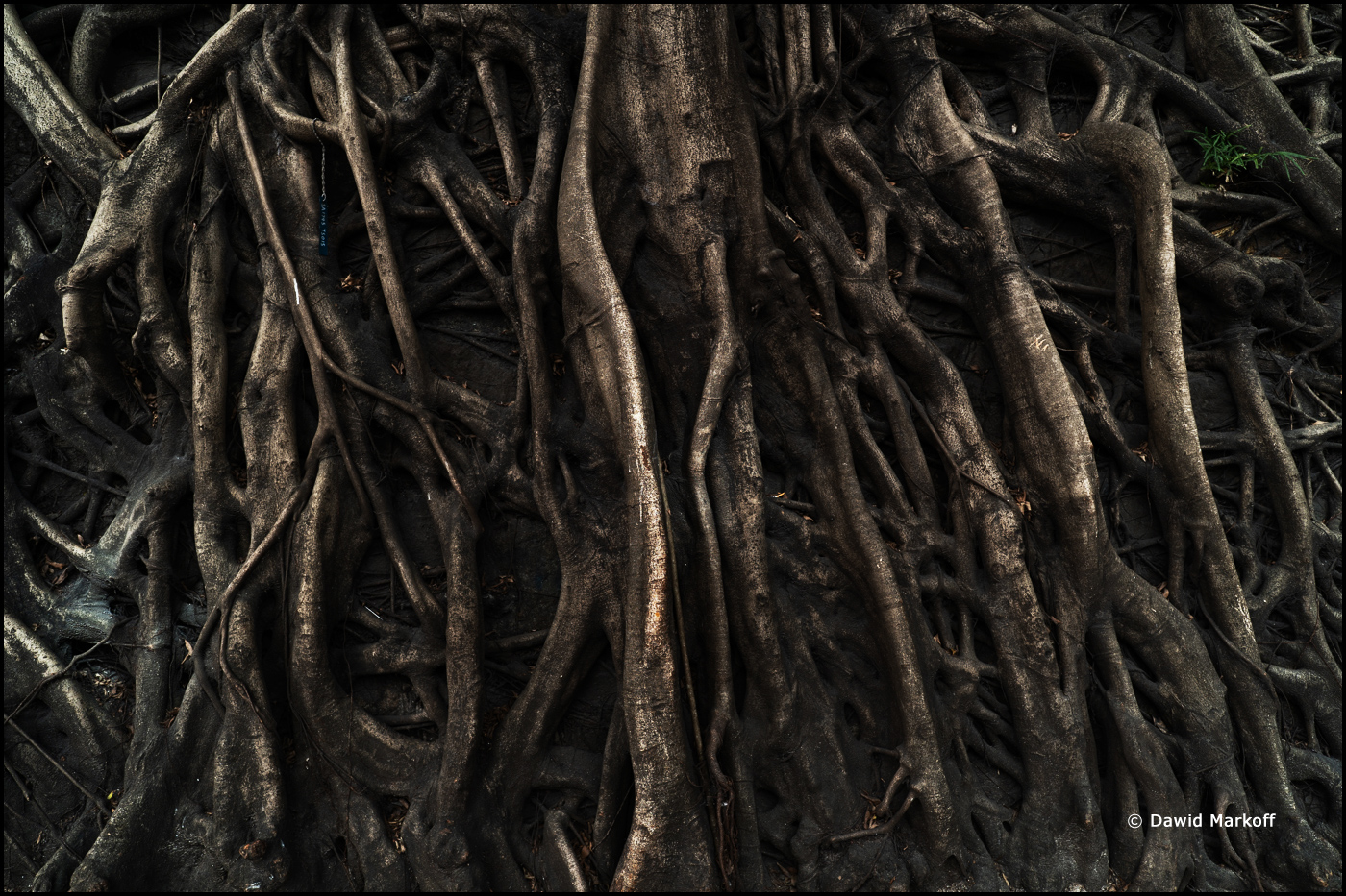 Hong Kong by Dawid Markoff