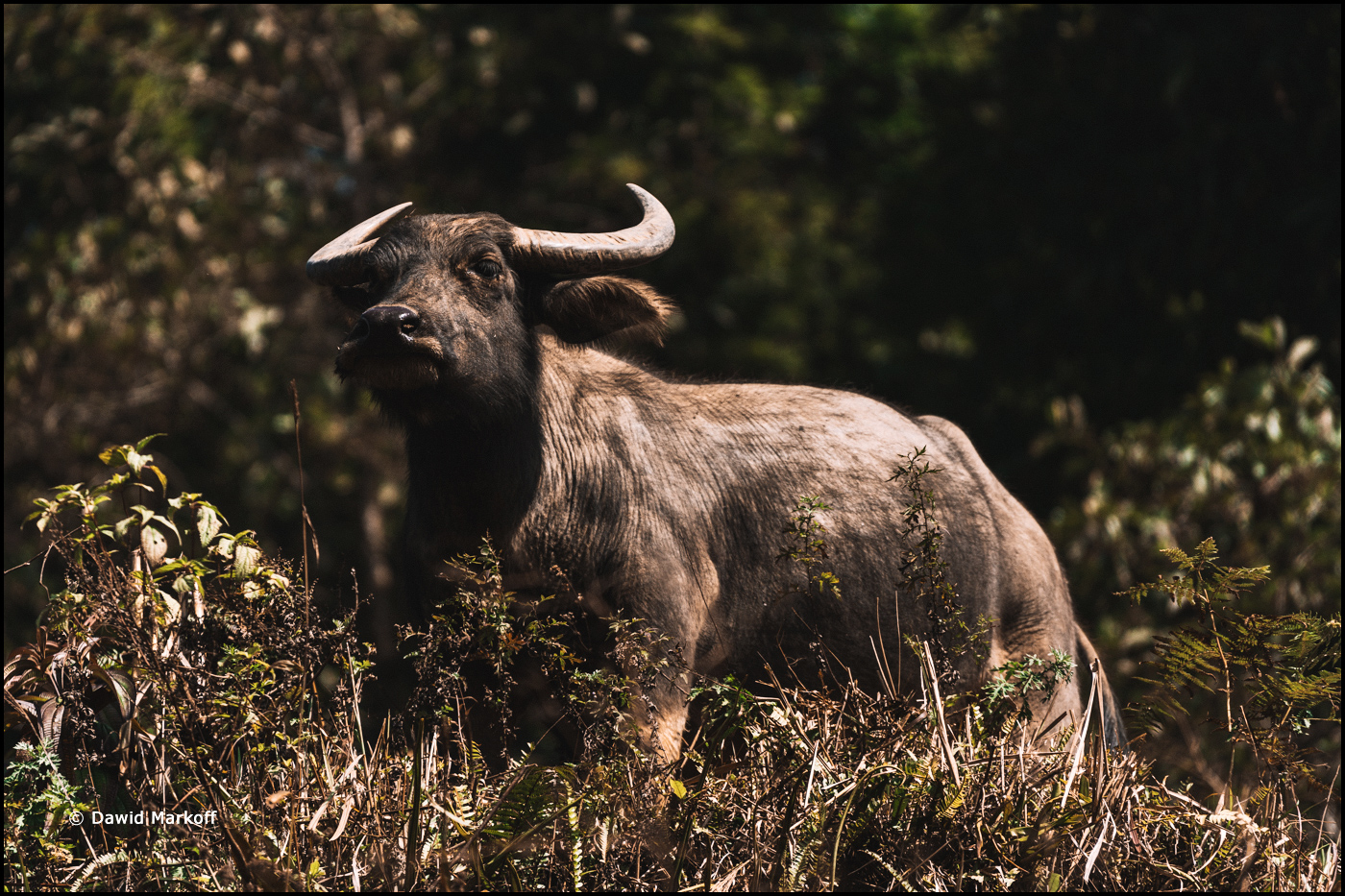 Sa Pa Wietnam by Dawid Markoff