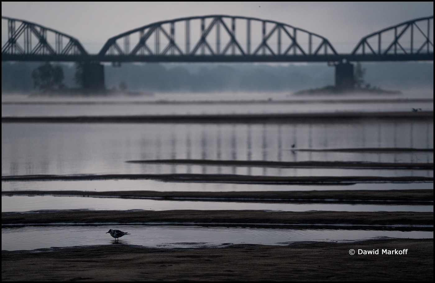 Toruń Wschód słońca by Dawid Markoff